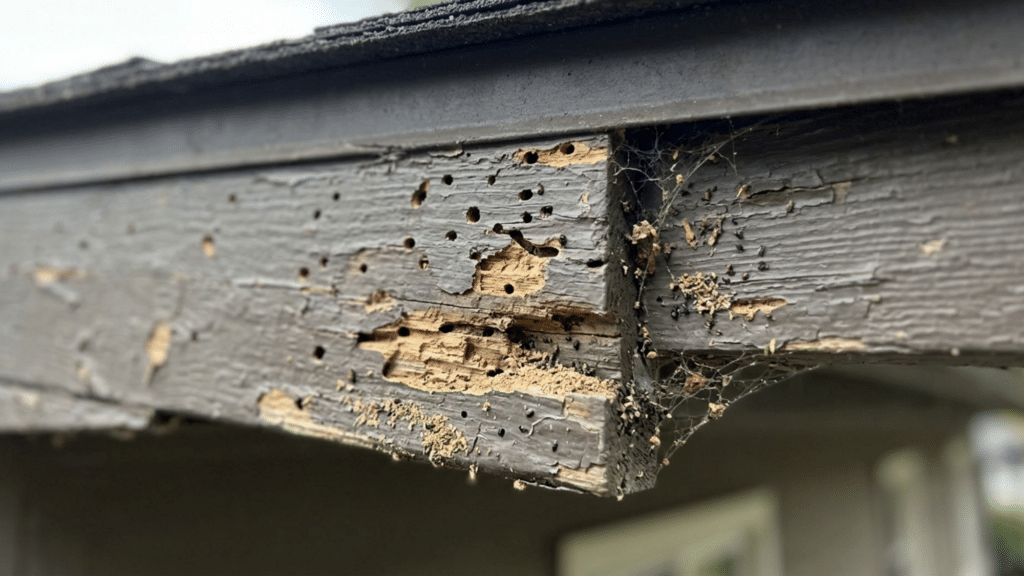 fascia board with pest holes and damage showing what is fascia on a house and signs of insect infestation