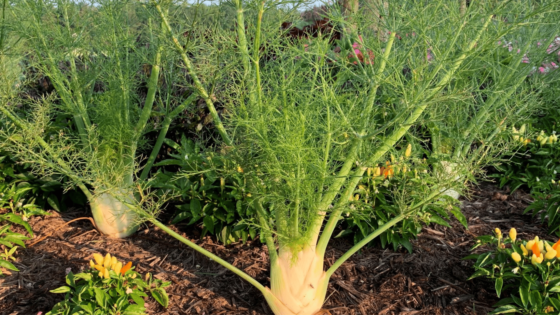 fennel growing in a garden bed beside peppers showing spinach companion plants in a healthy vegetable garden
