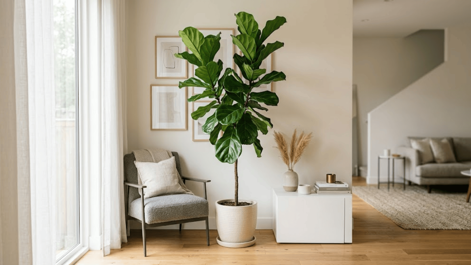 fiddle leaf fig tree in pot near chair showing popular house plants for bright modern interiors