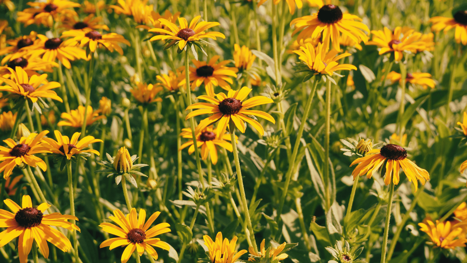 field of yellow black eyed susan flowers with dark centers growing densely in bright sunlight with green