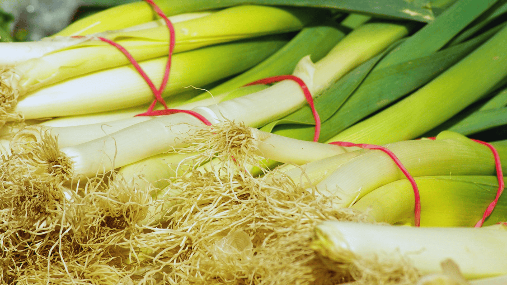 fresh bunch of leeks tied with a red rubber band showing roots and green stalks
