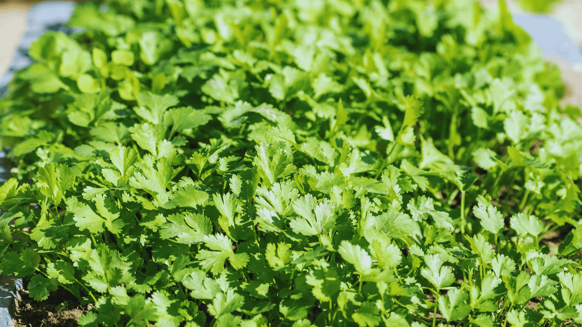 fresh cilantro leaves growing in a garden bed under sunlight