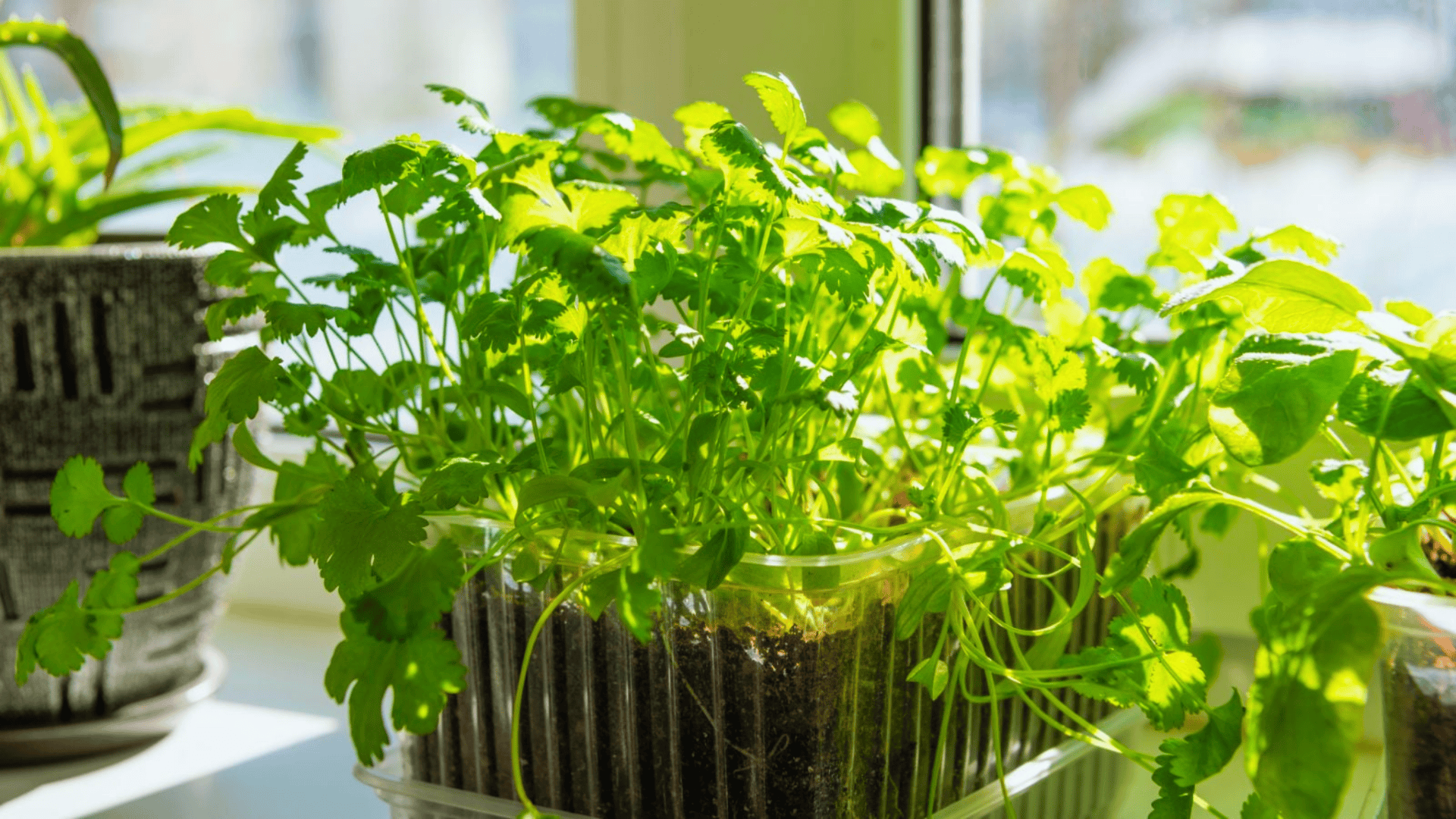 fresh cilantro plants growing in a container on a sunny indoor windowsill