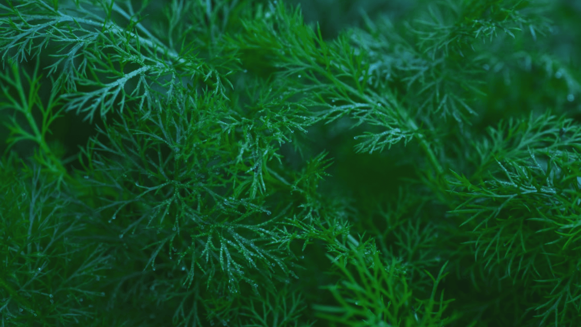 fresh dill leaves in a garden with morning dew