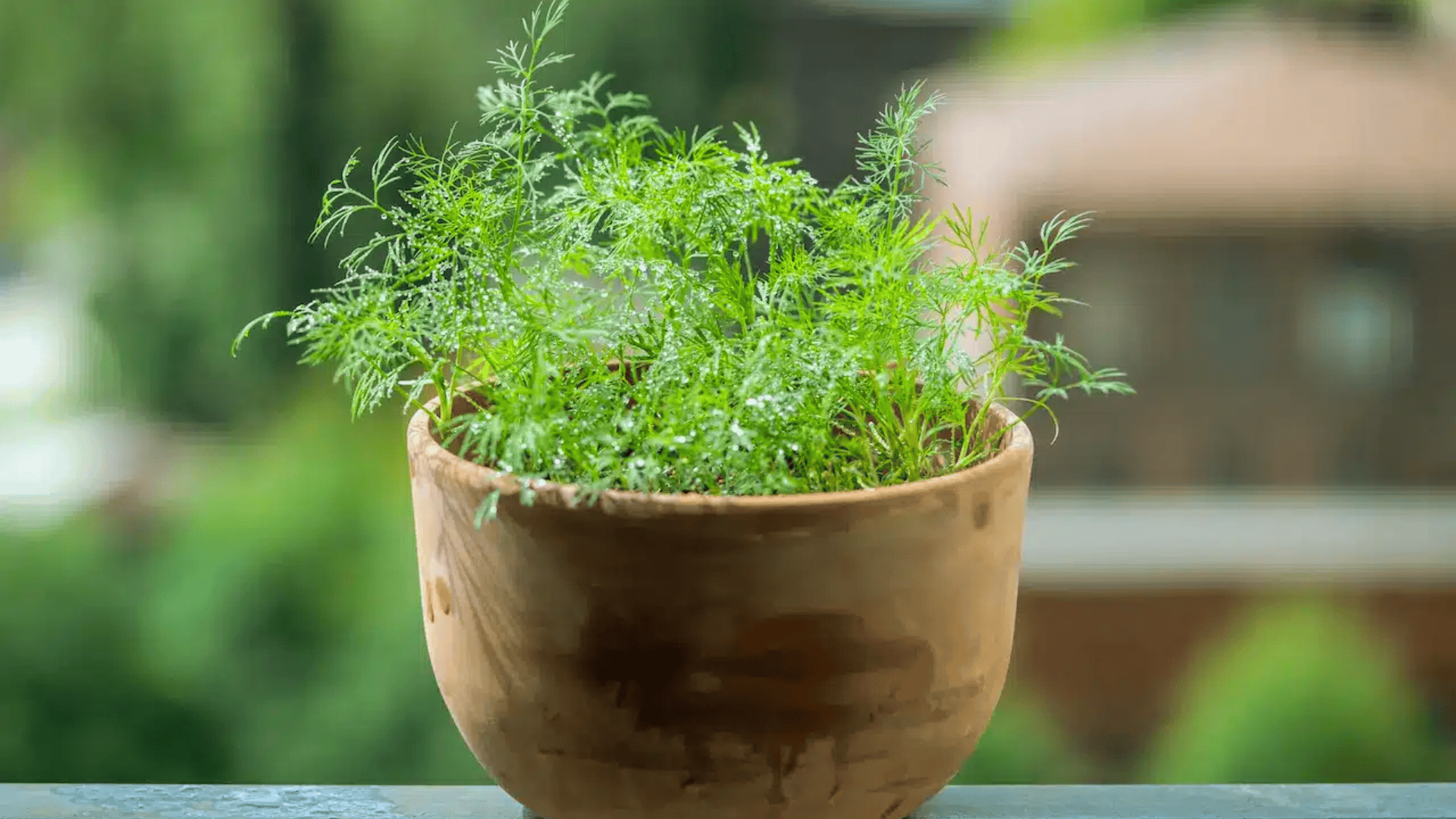fresh dill plant growing in a terracotta pot with delicate green leaves
