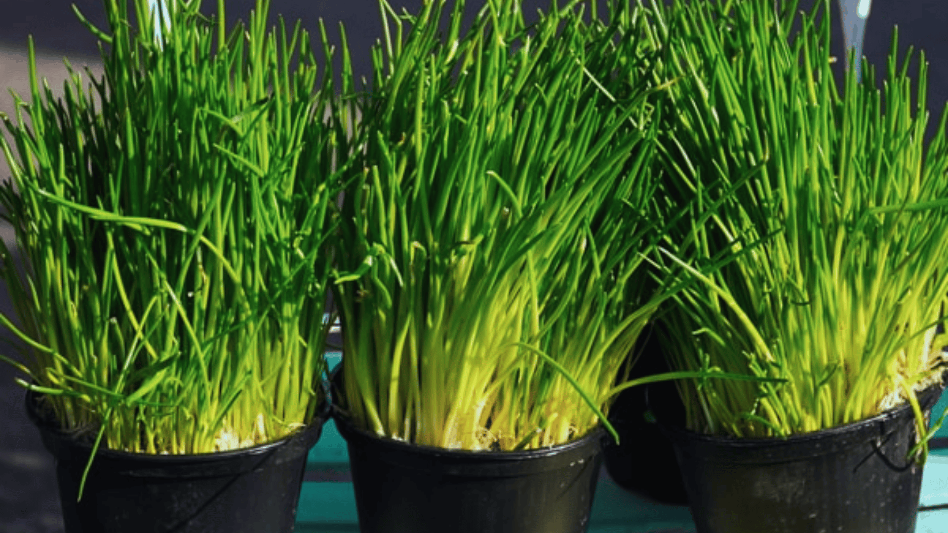 fresh green chives growing in small black pots placed together on a table
