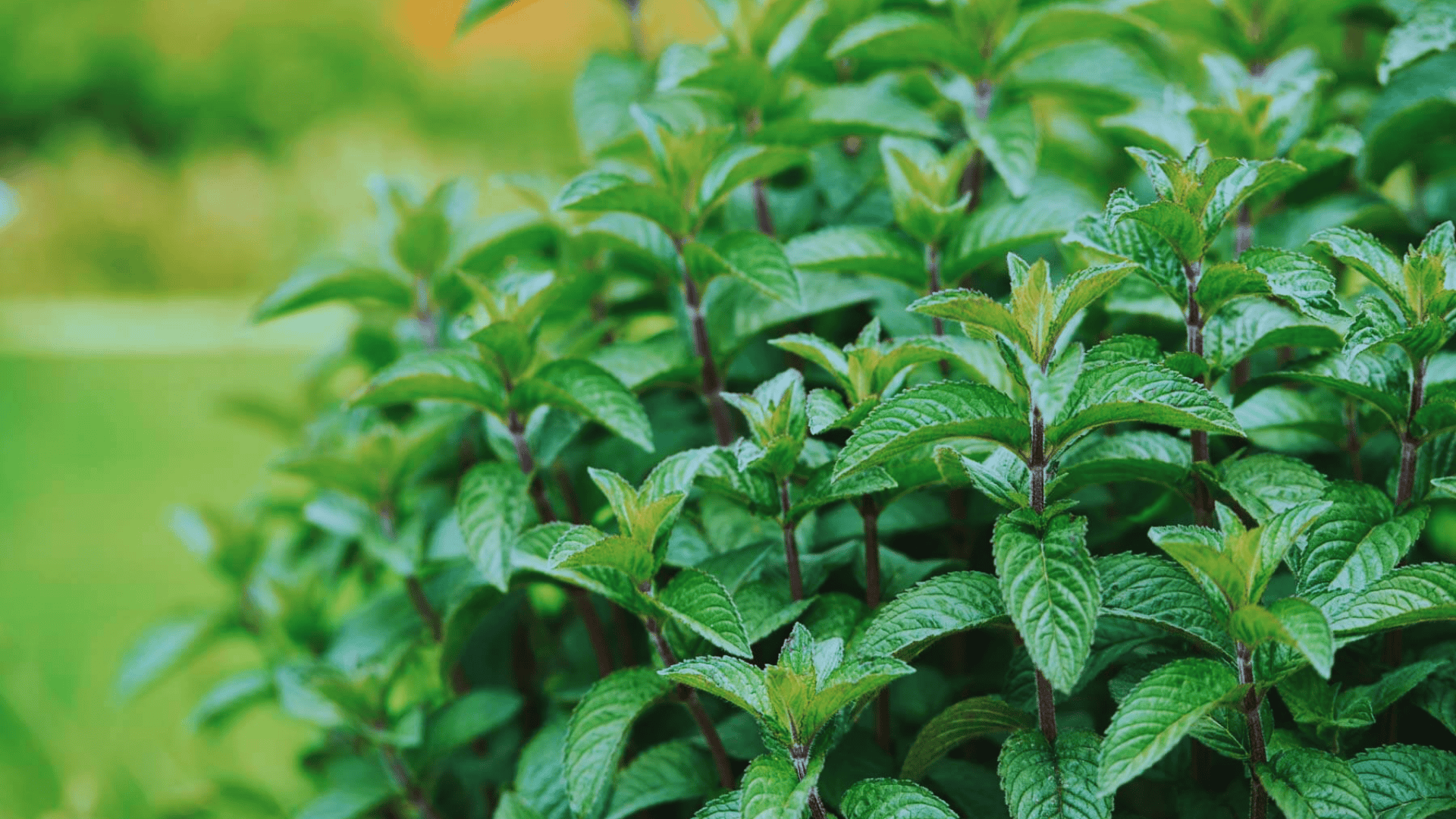 fresh green mint plant growing in a garden with healthy leaves and stems