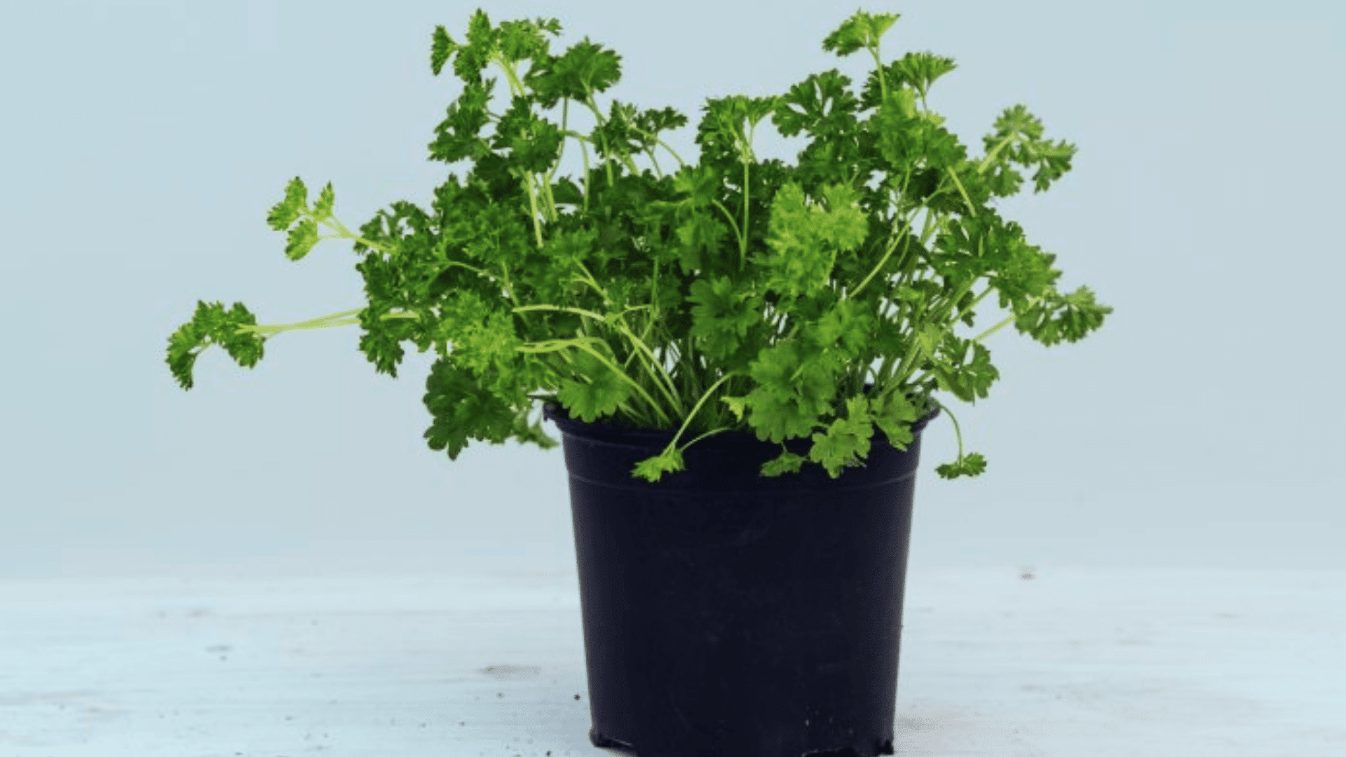 fresh green parsley plant growing in a small black pot on a table