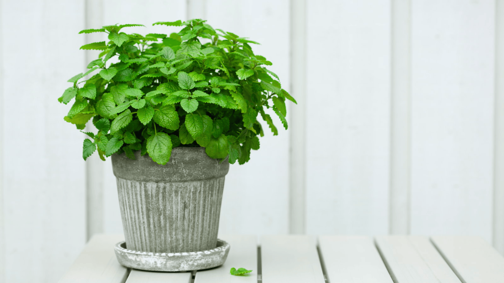 fresh lemon balm plant growing in a gray pot placed on a white table