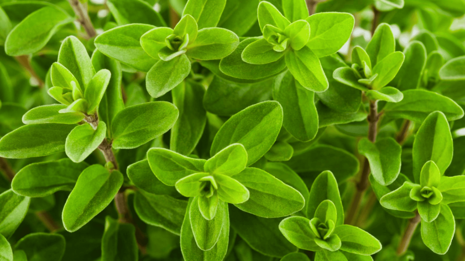 fresh marjoram plant leaves growing closely together with bright green foliage