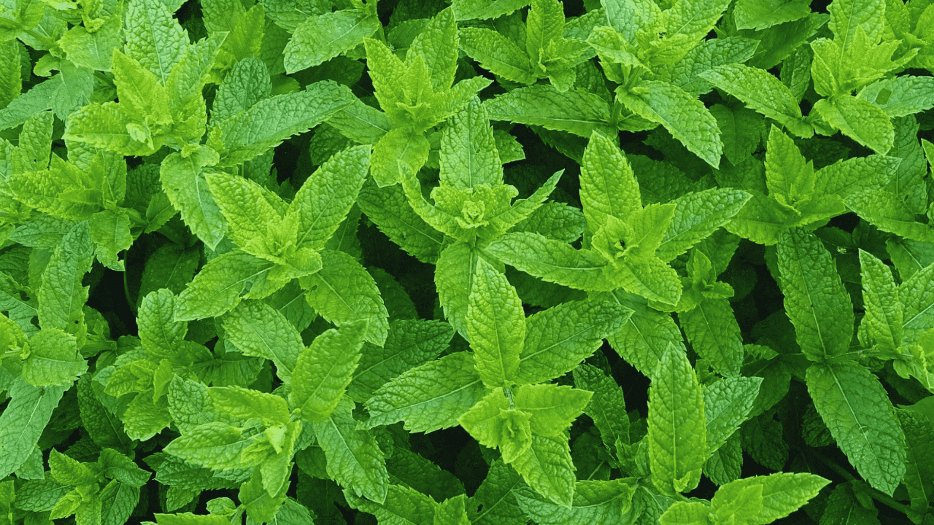 fresh mint leaves growing densely in a garden bed