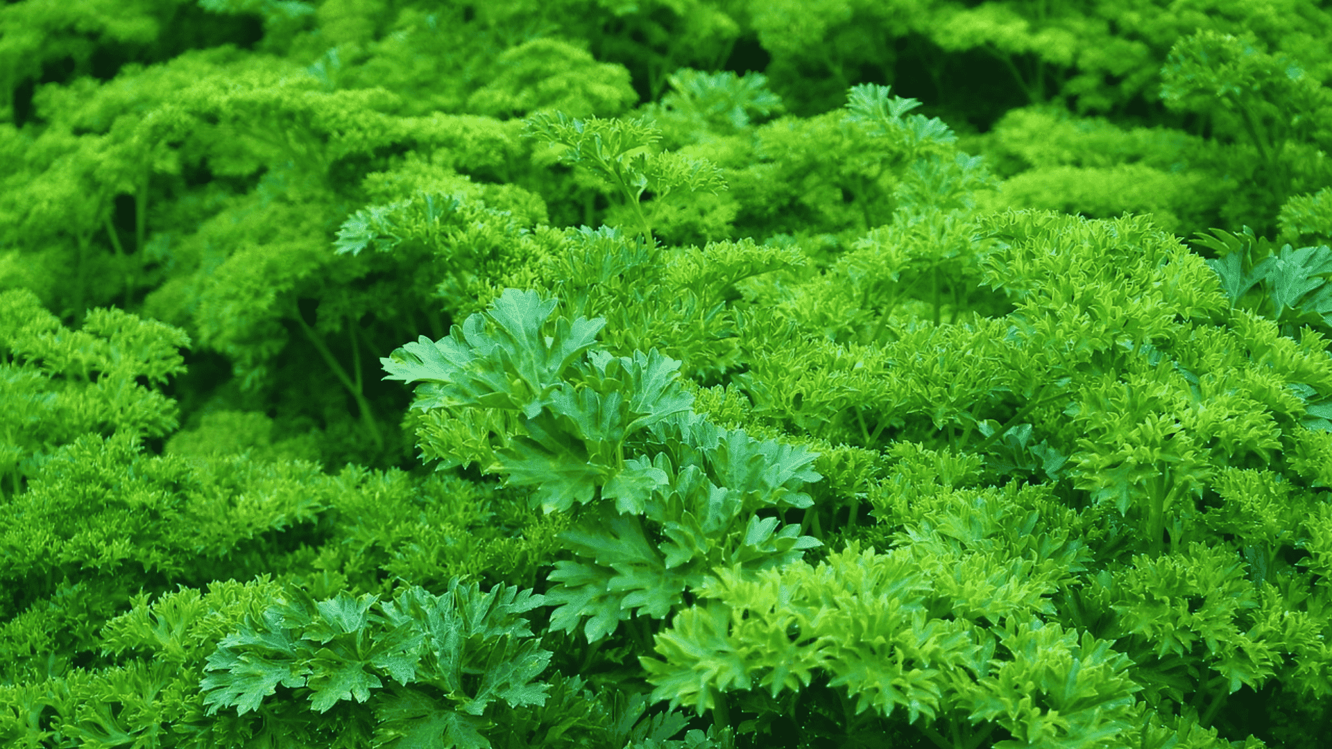 fresh parsley leaves growing densely in a garden bed