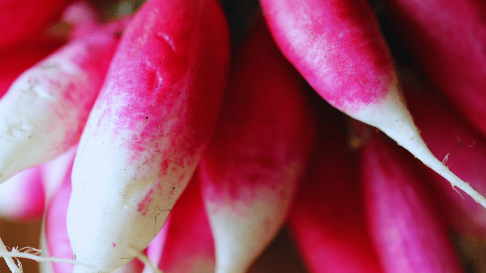 fresh pink and white radishes stacked together