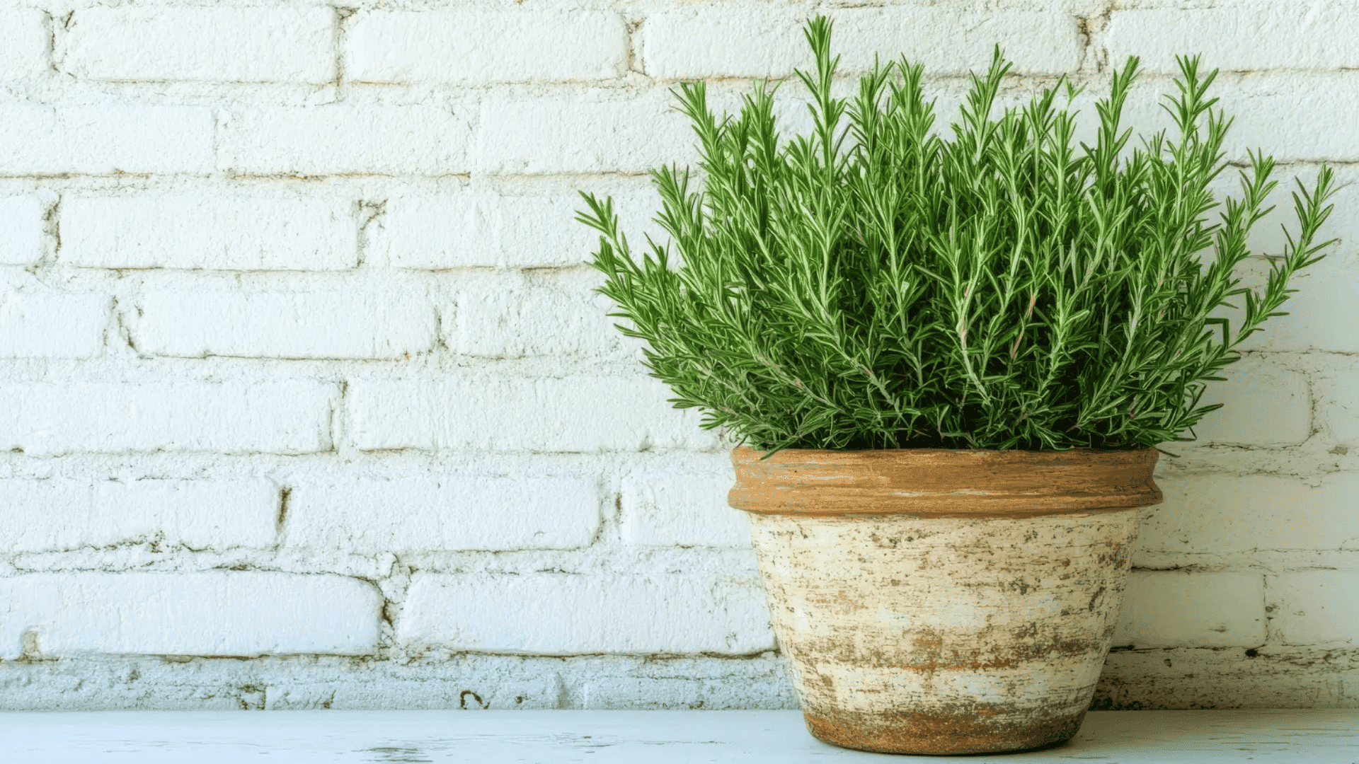 fresh rosemary plant growing in a rustic pot placed against a white brick wall
