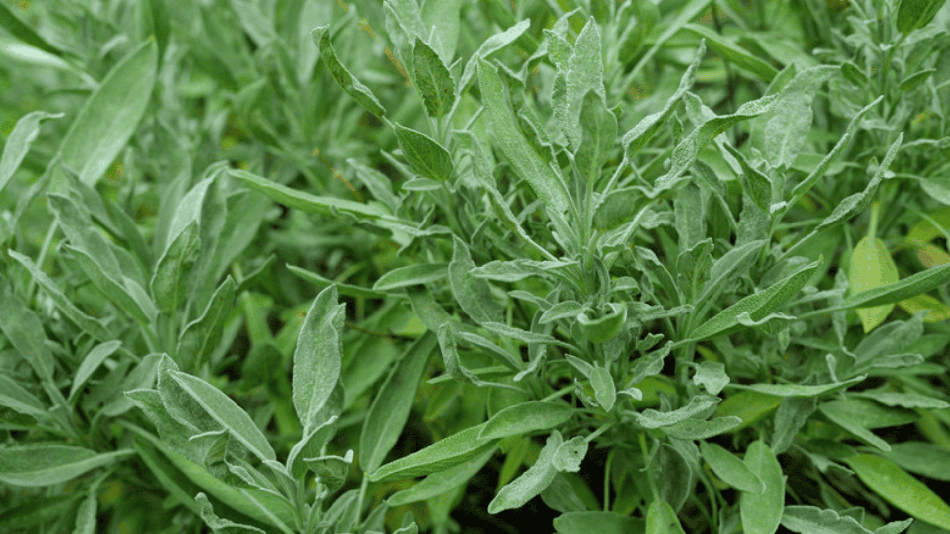 fresh sage plant with soft green leaves growing densely in a garden bed