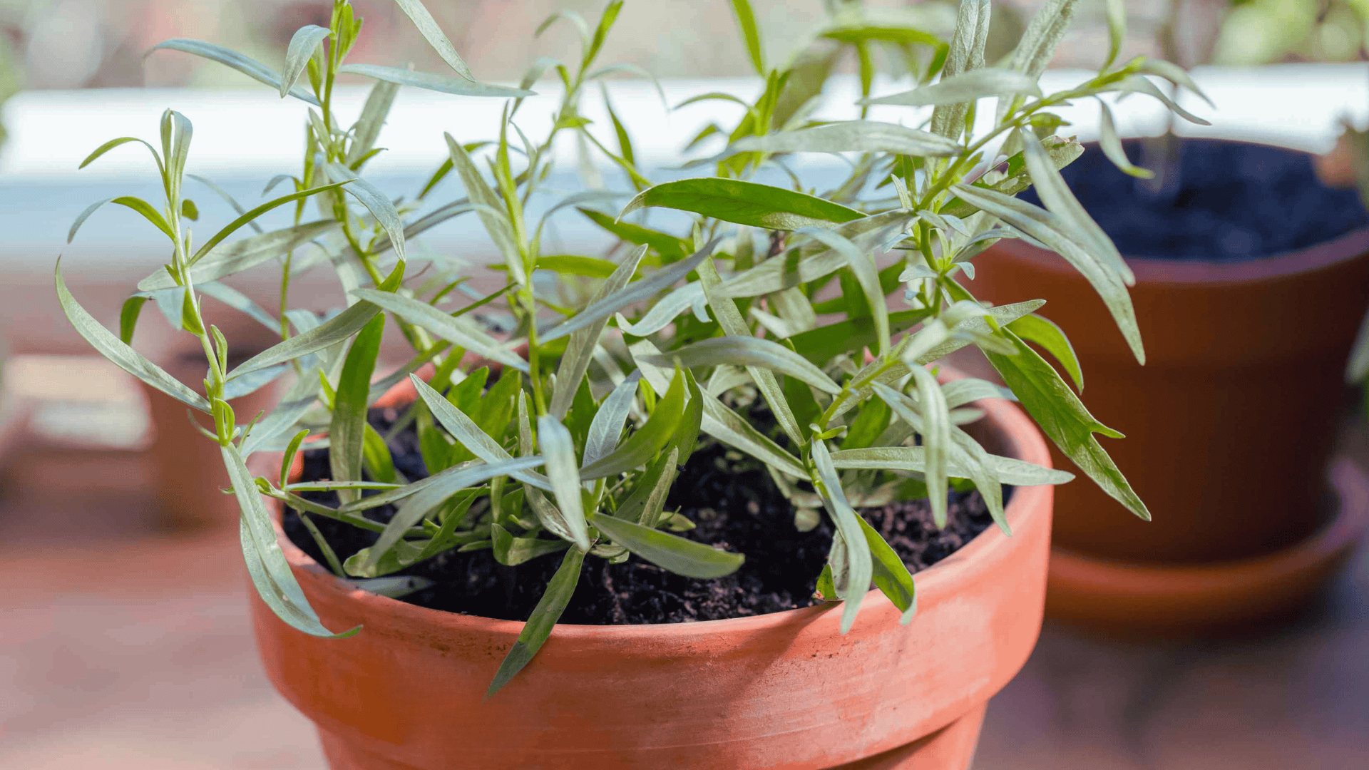 fresh tarragon plant growing in a terracotta pot on a sunny windowsill
