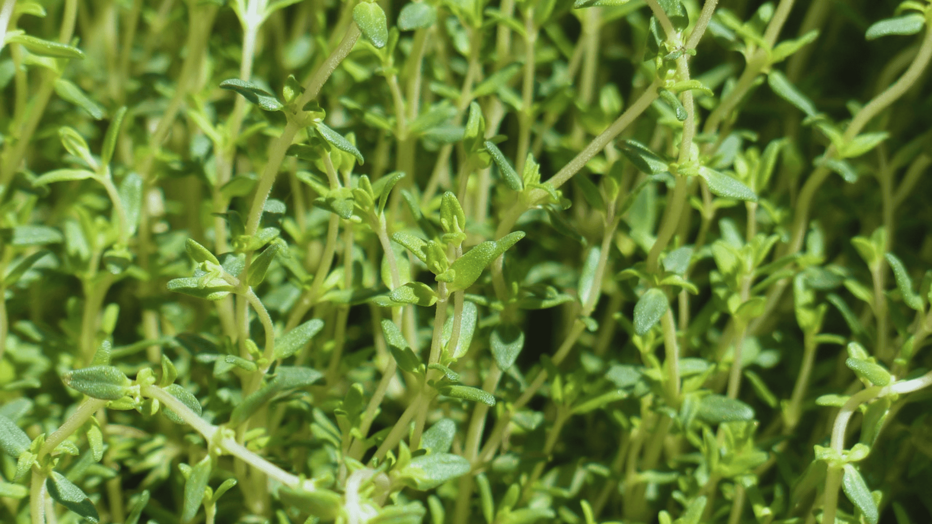 fresh thyme leaves growing densely in a garden bed