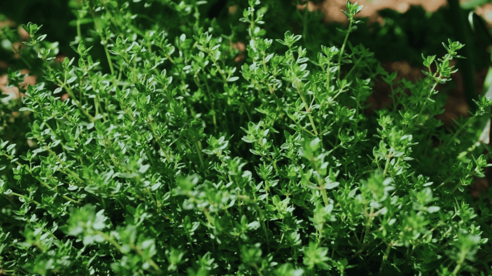 fresh thyme plant with small green leaves growing densely in garden soil