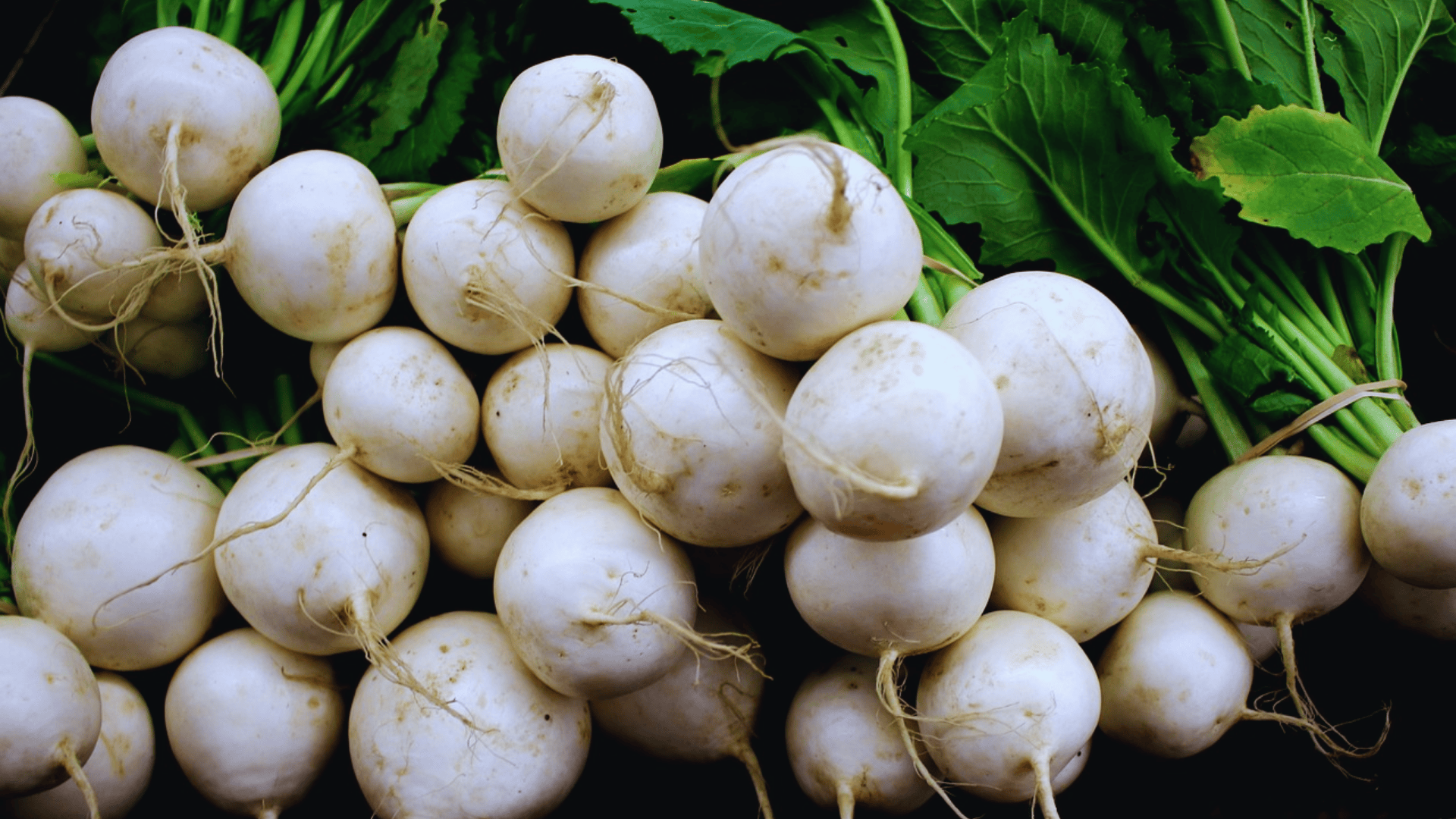 fresh white turnips tied together with roots and green leaves