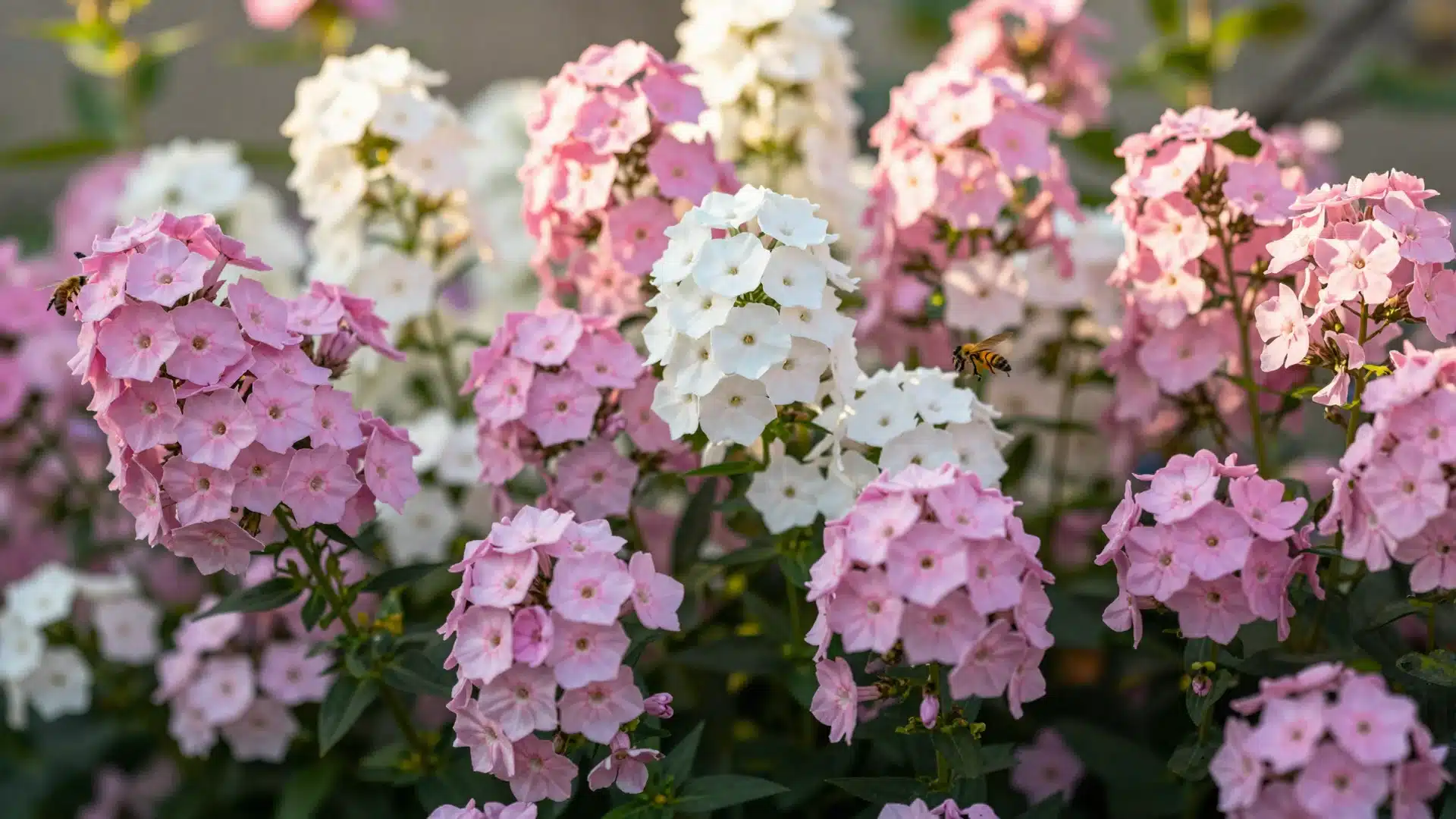 garden-phlox