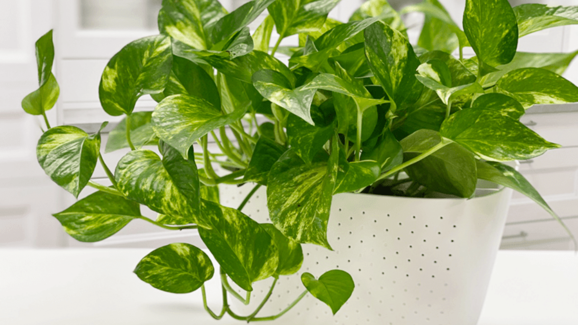 golden pothos with variegated trailing vines easy shower plants