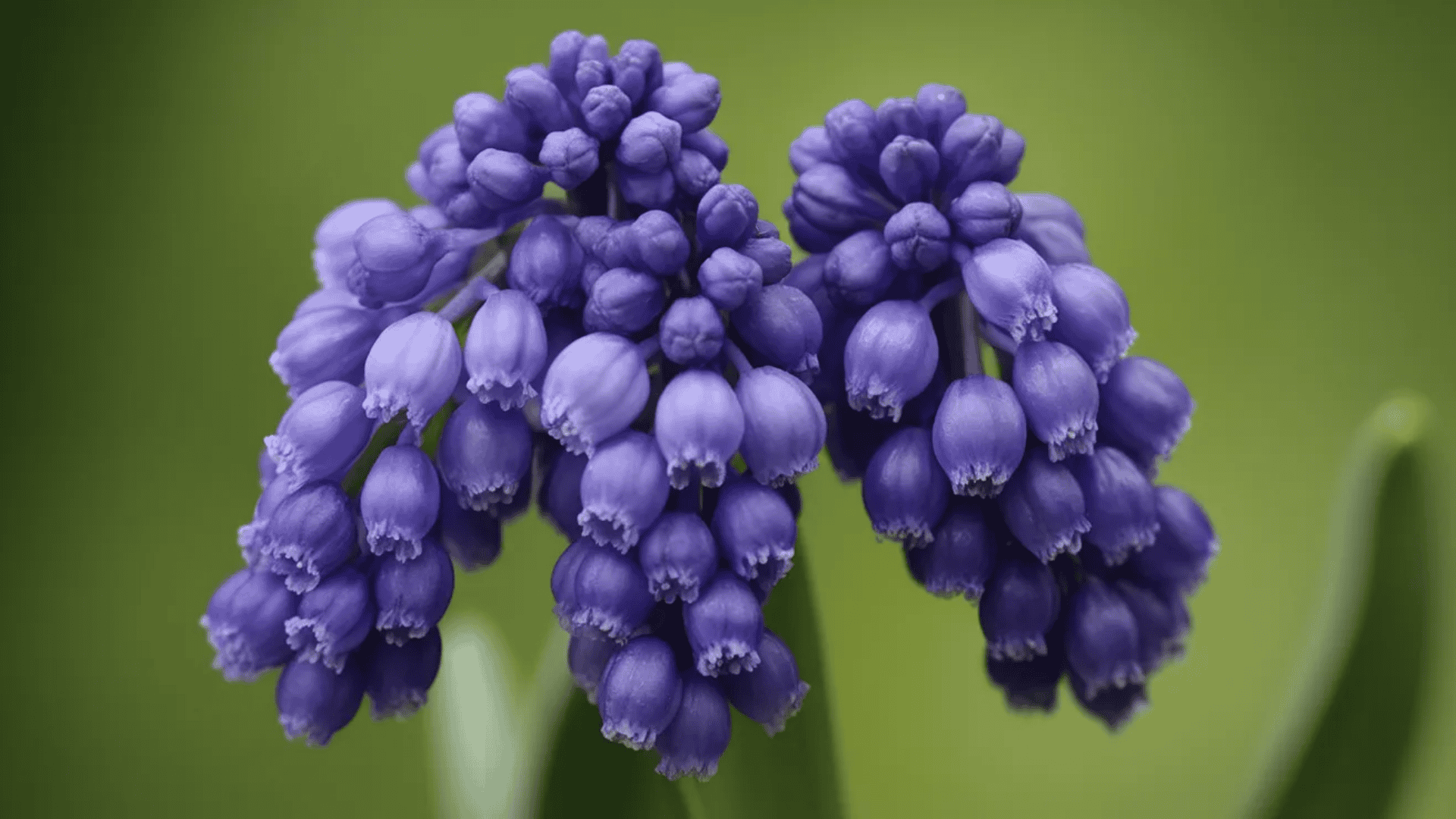 grape hyacinth flowers with purple bell-shaped blooms blooming at night