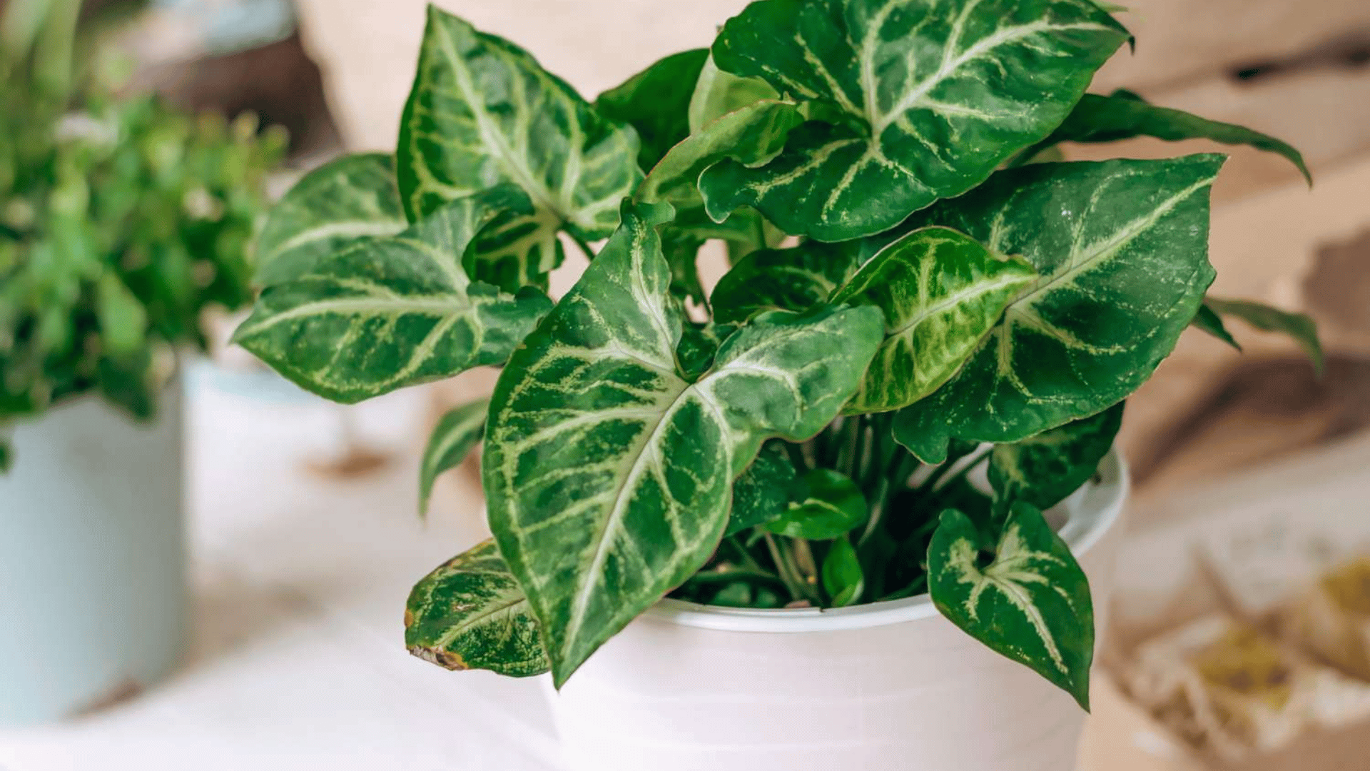 green arrowhead plant in white pot placed indoors with healthy leafy foliage and soft natural light