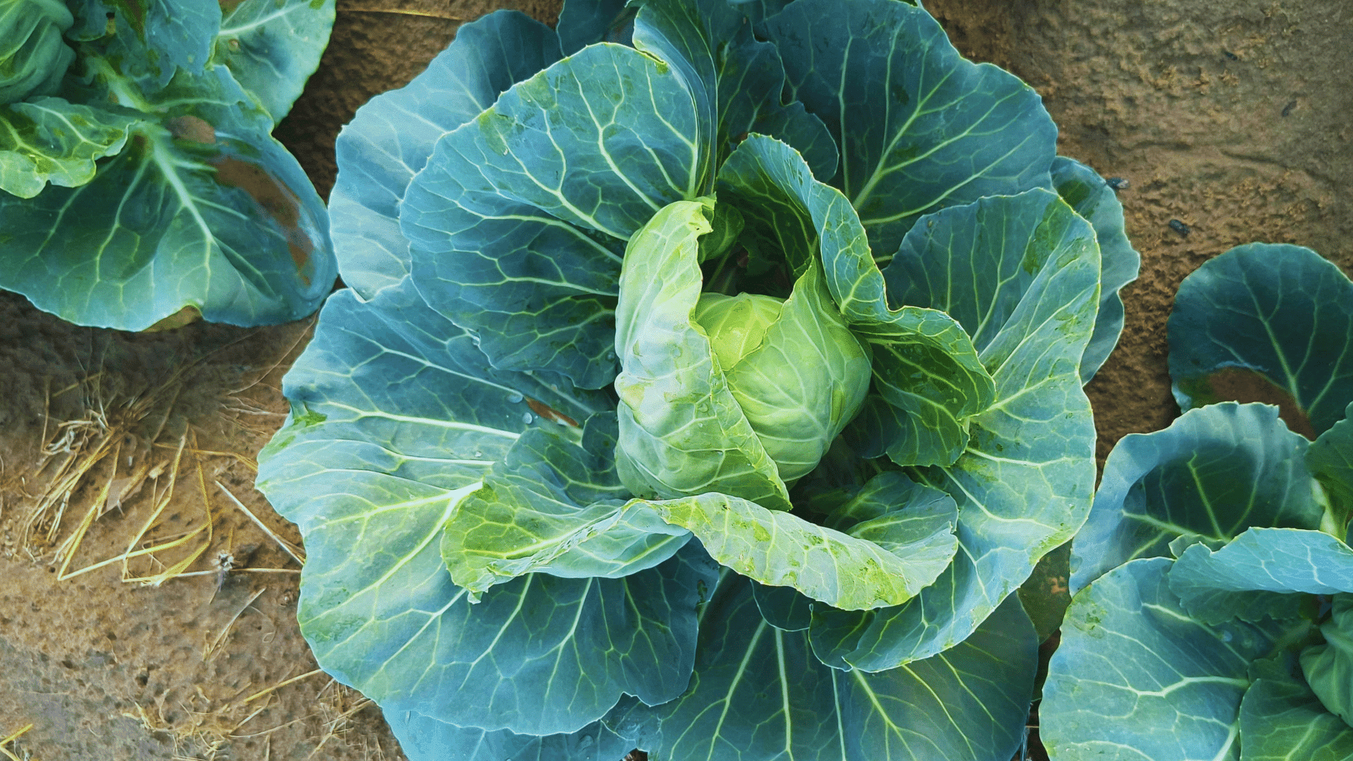 green cabbage head forming in soil with wide textured leaves spreading outward in vegetable garden bed