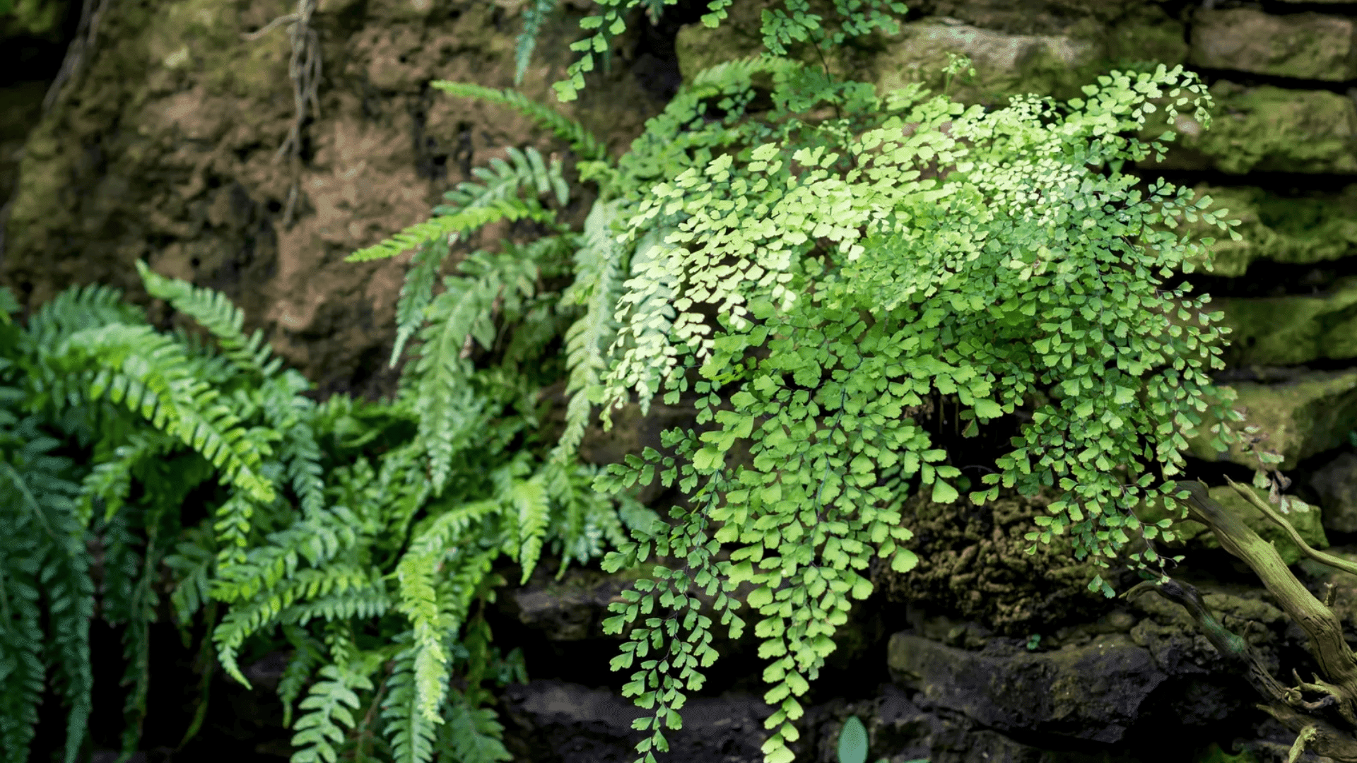 green fern growing on a stone wall in a humid space a natural example of shower plants that grow in moisture and low light