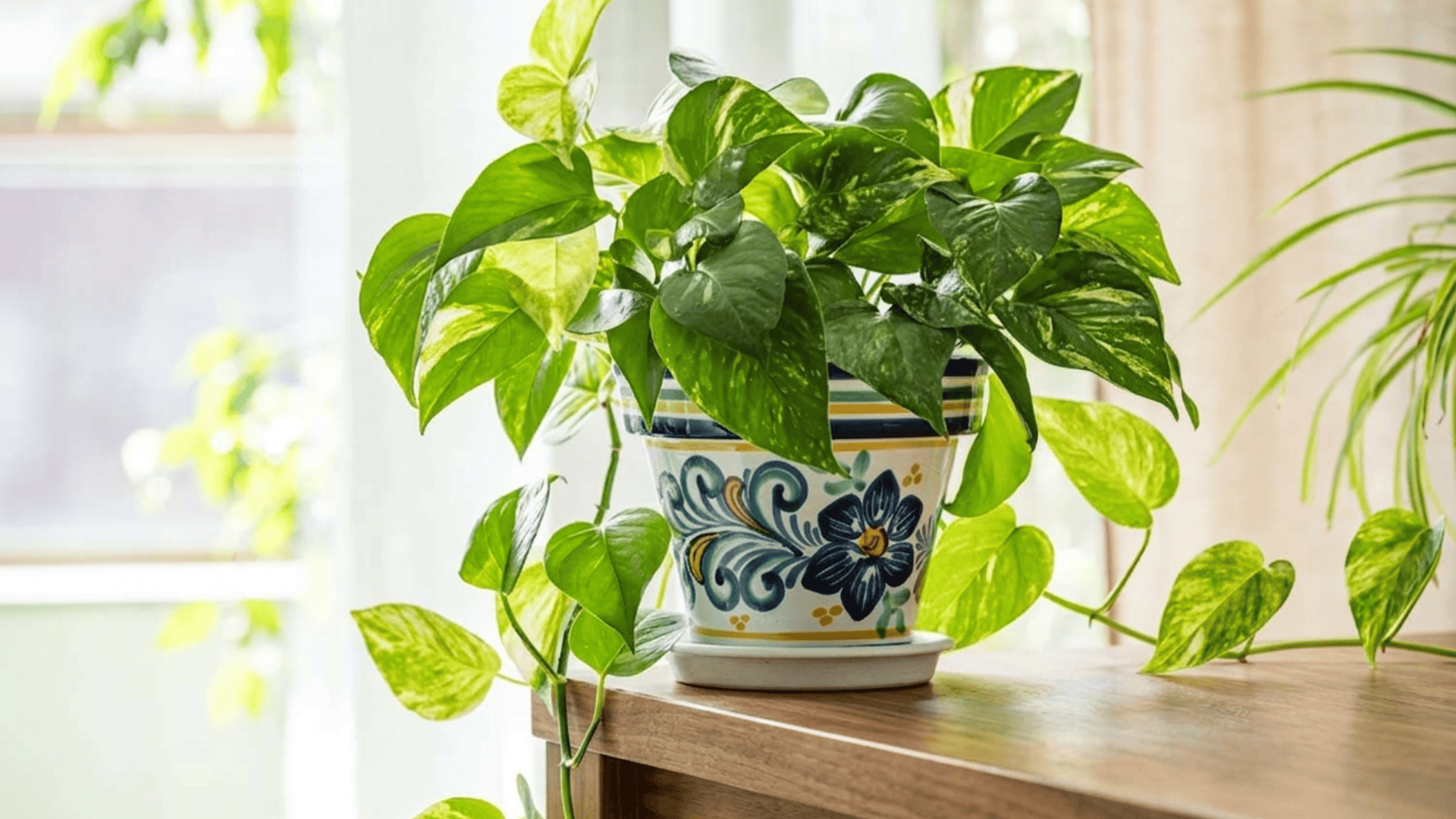 green pothos plant in decorative pot on wooden shelf near bright window with sunlight and trailing leaves