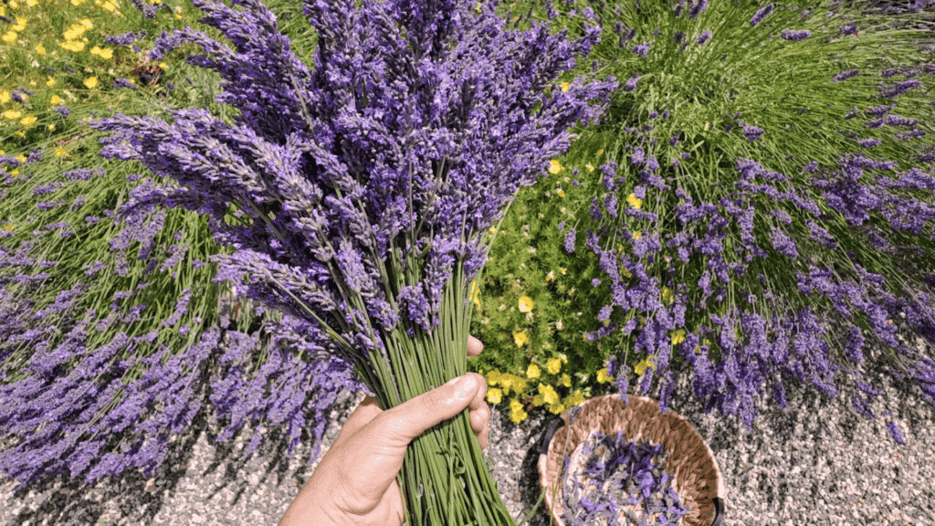 hand holding fresh lavender bunch in garden surrounded by lavender companion plants and small yellow flowers