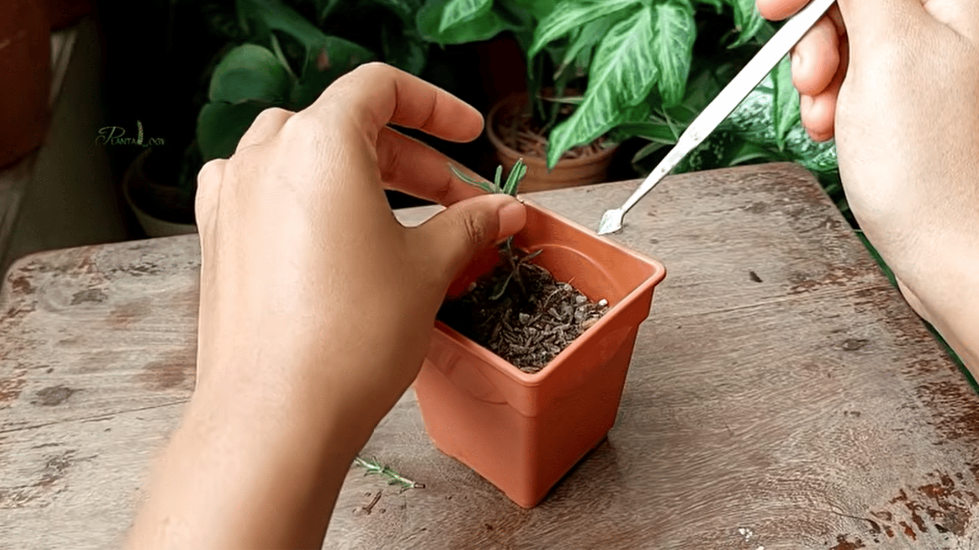 hands planting a rosemary cutting in a small pot while using a tool to add rooting powder to the soil