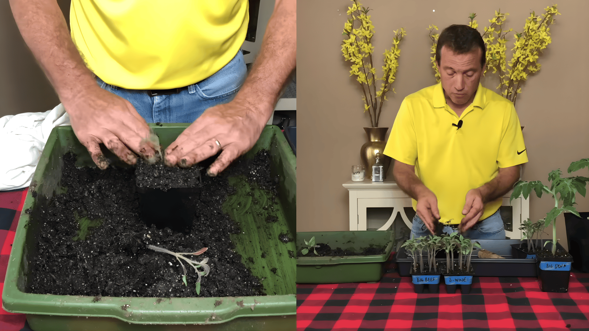 hands planting tomato seedling showing when to transplant tomato seedlings into larger container with fresh soil indoors