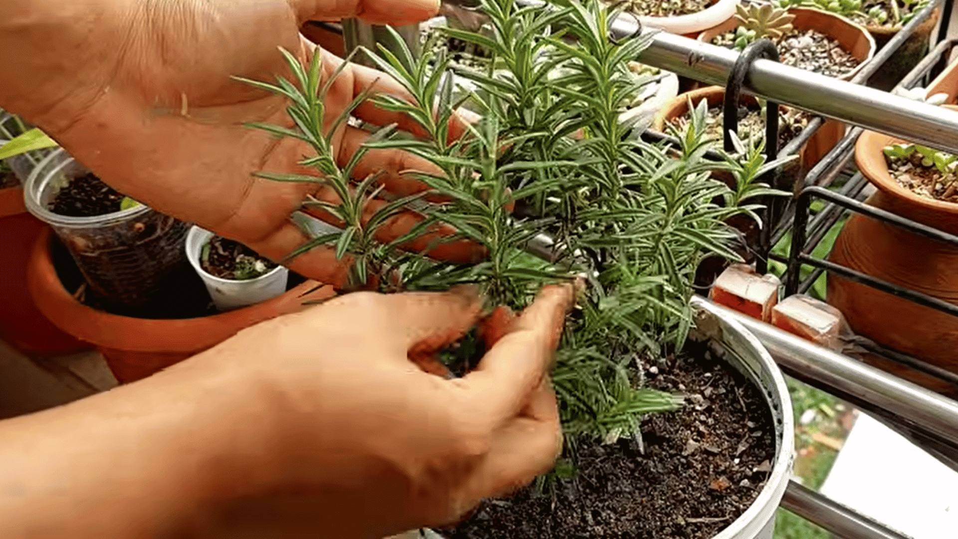 hands taking rosemary cuttings from a potted plant on a balcony with small pots and greenery in background