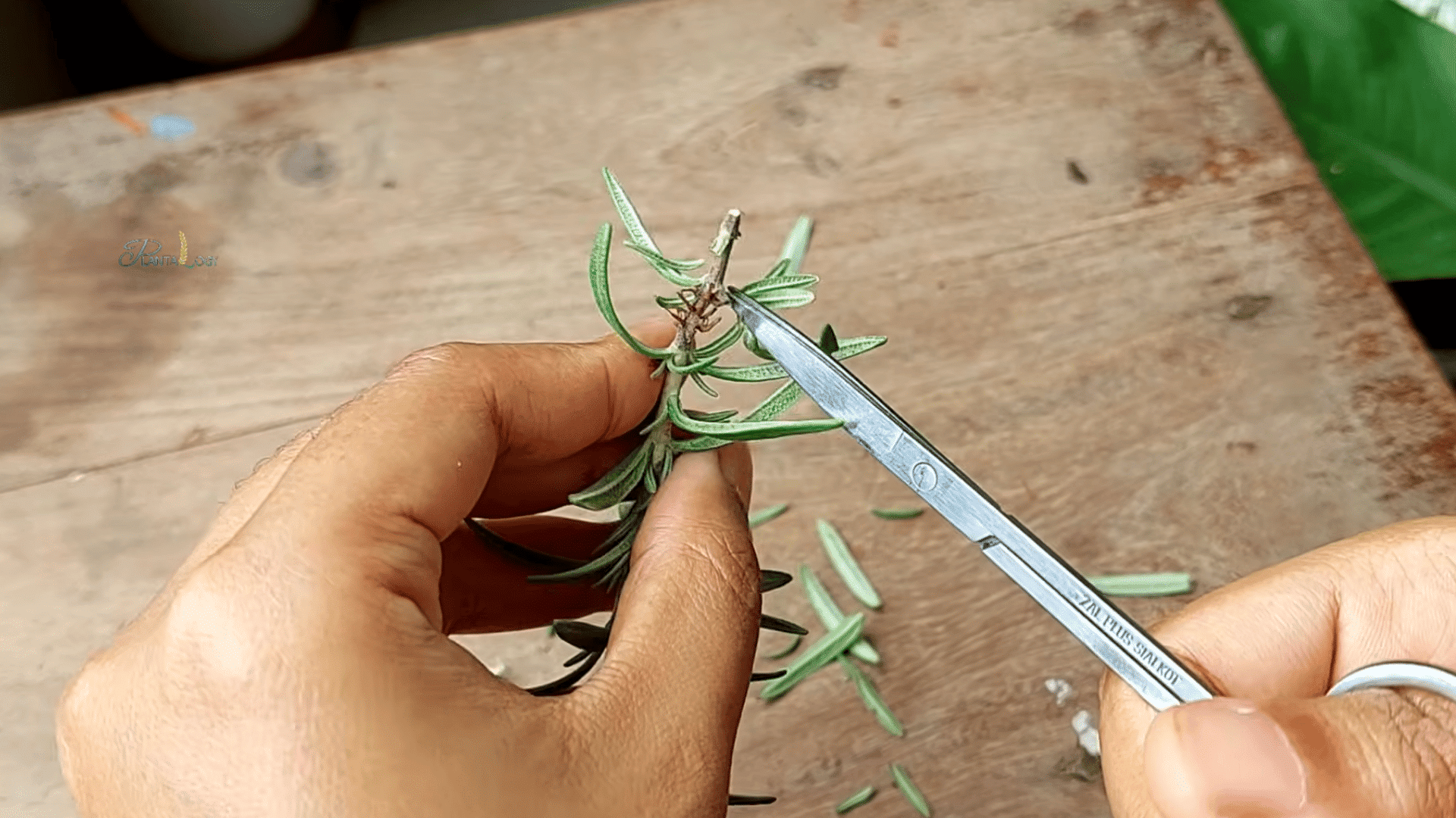 hands trimming rosemary stem cutting with small scissors on wooden surface preparing plant for propagation
