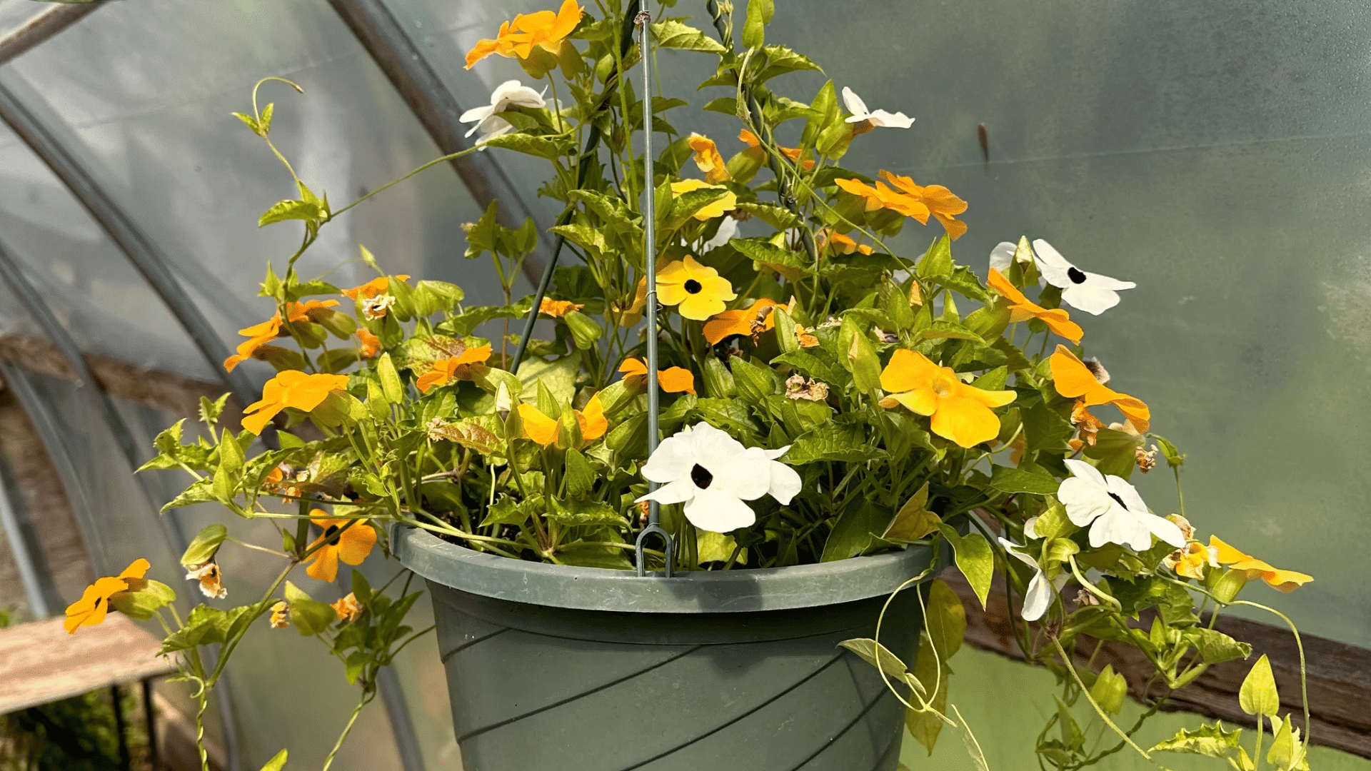 hanging flower vine plant with yellow and white blooms growing inside a bright greenhouse space