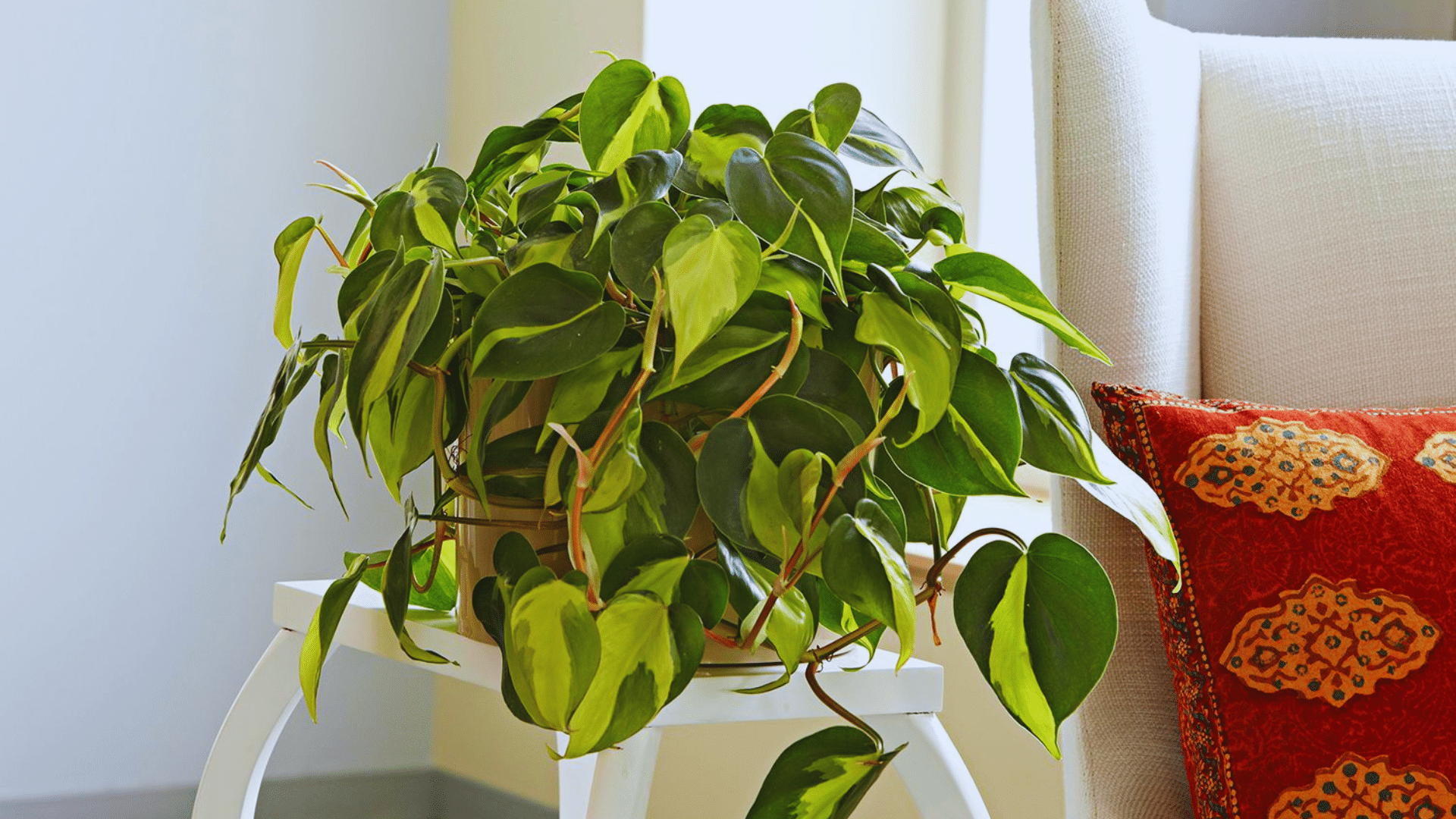 heartleaf philodendron trailing plant vibrant shower plants showcasing greenery indoors