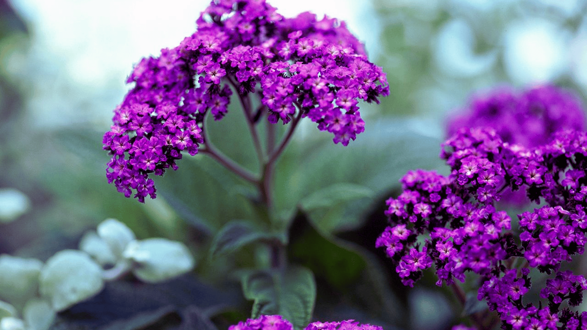 heliotrope with purple flowers that attract butterflies answering what flowers attract butterflies