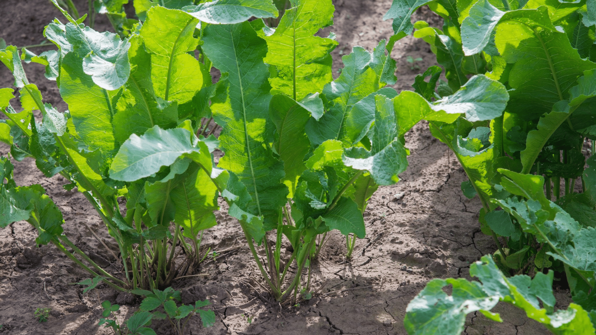 horseradish is a good companion for cucumbers as it helps deter pests