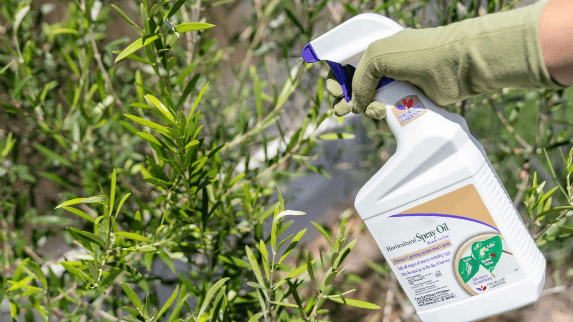 how to get rid of spider mites on indoor plants gloved hand spraying horticultural oil onto green leaves for pest control treatment