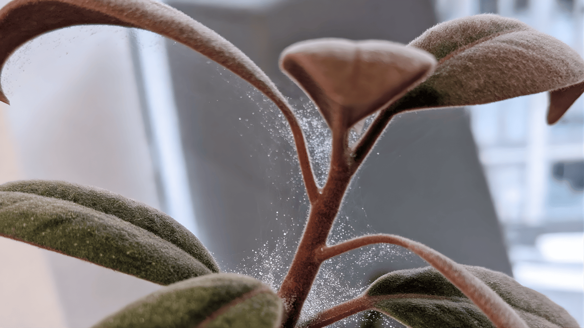 how to get rid of spider mites on indoor plants close view of fuzzy leaves with fine webbing and tiny mites on stems