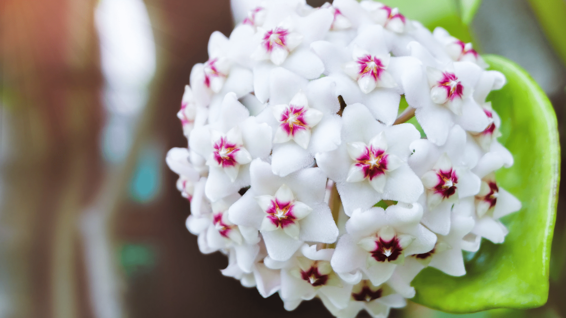 hoya wax plant with star shaped blooms trailing shower plants