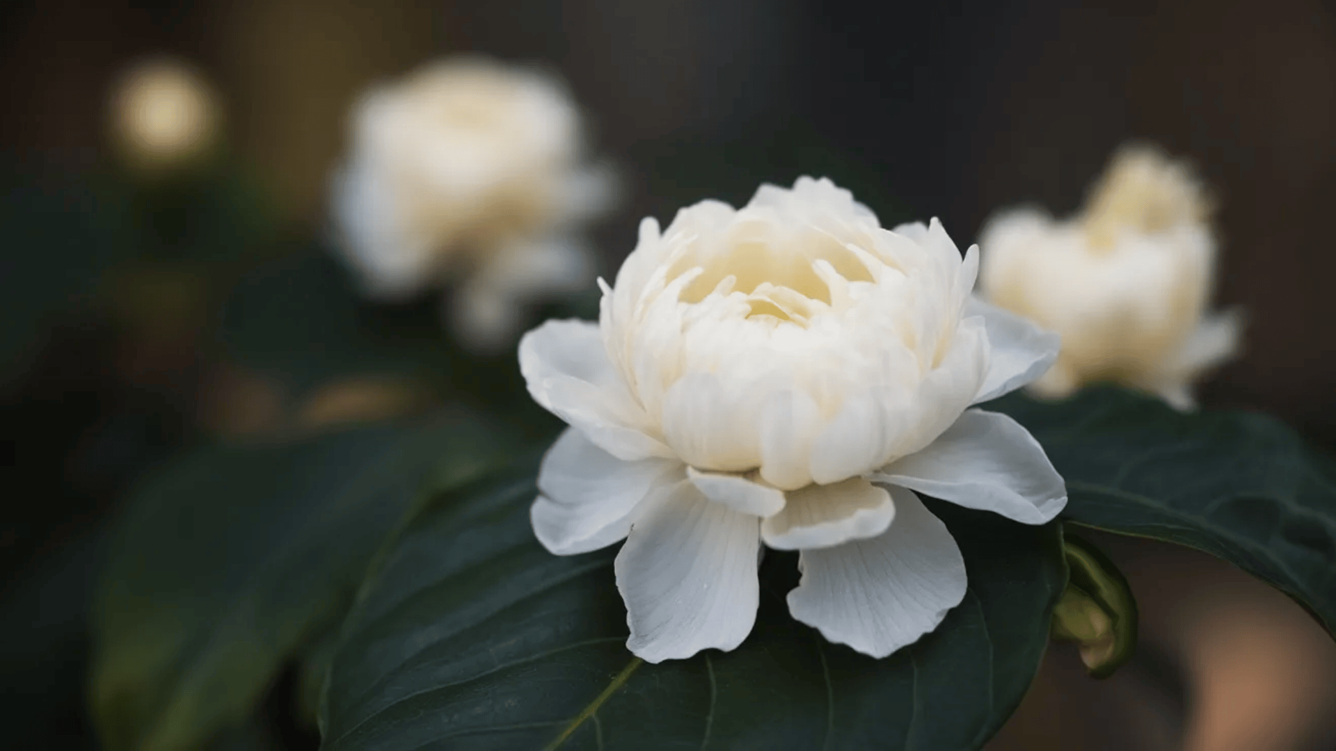 jasmine sambac flowers blooming at night with white star-shaped petals and fragrance