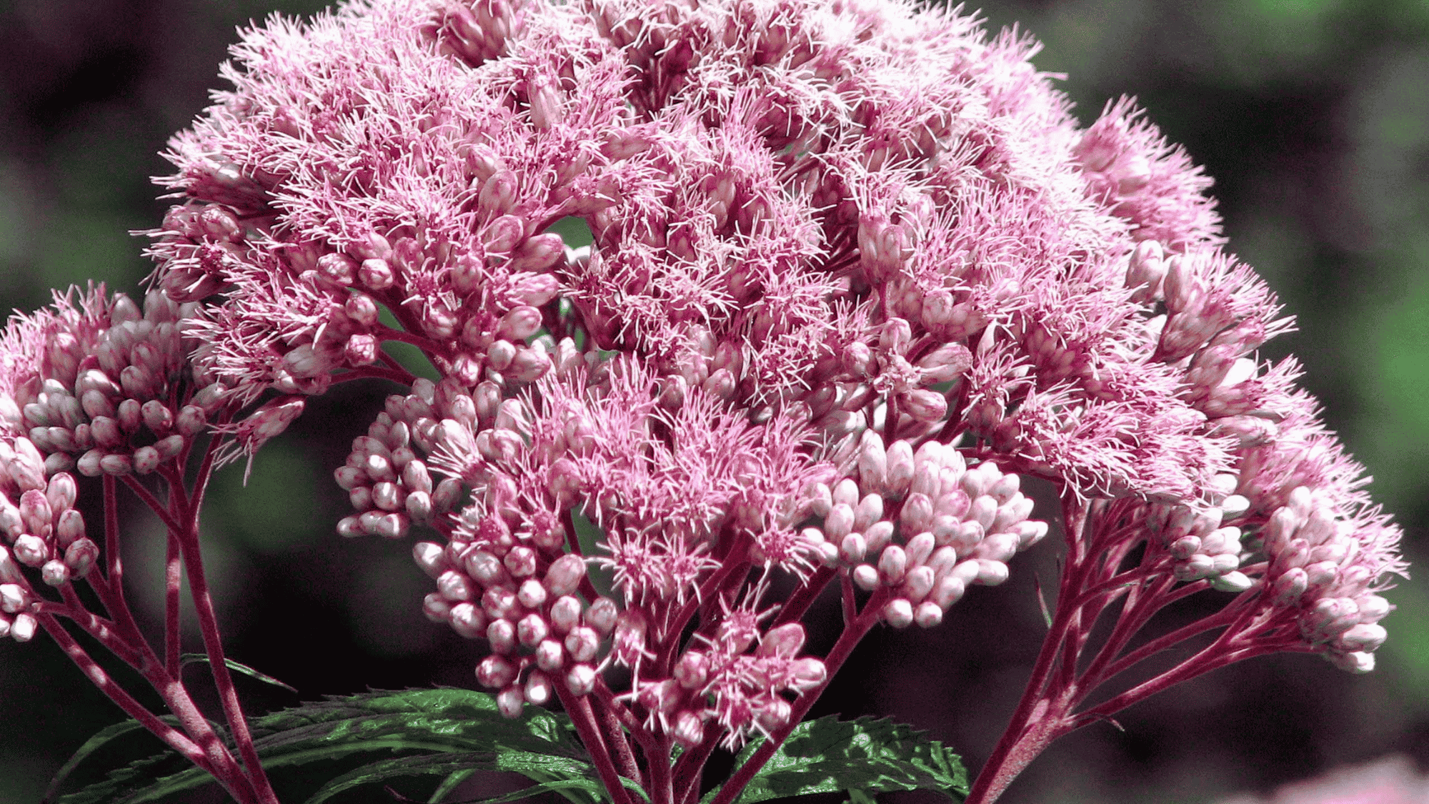 joe pye weed with pink flowers that attract butterflies answering what flowers attract butterflies