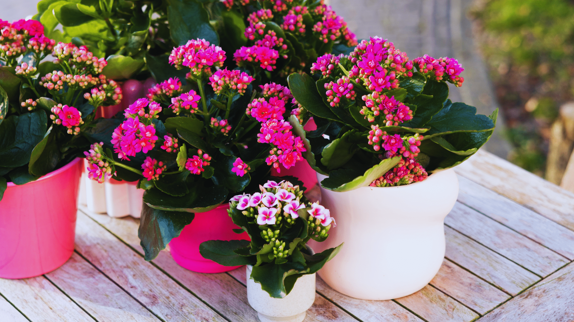 kalanchoe with clusters of bright blooms cheerful shower plants