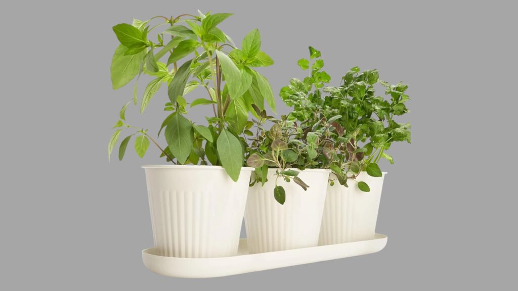 kibaga pot herb planter