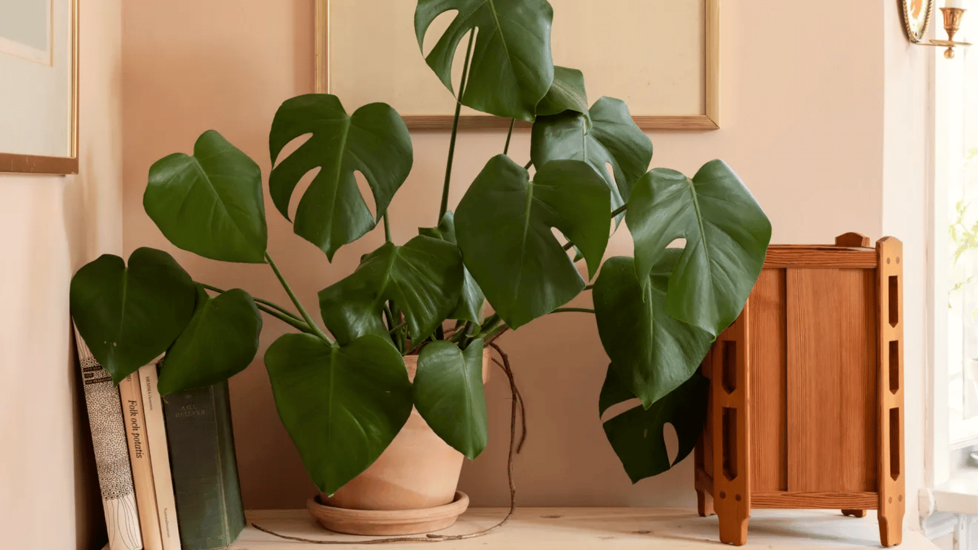 large monstera cheese plant in a clay pot placed on a shelf beside books near a bright window indoors