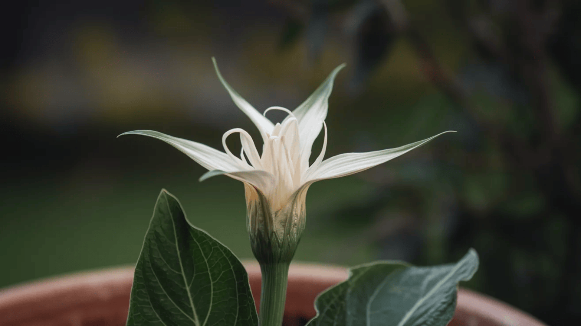 large white datura flowers blooming at night with trumpet-shaped petals