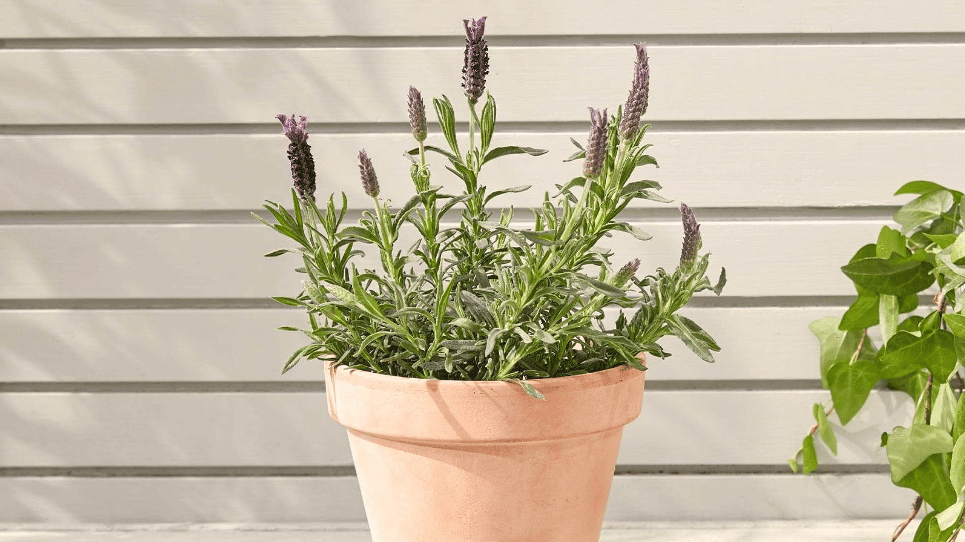 lavender plant growing in a clay pot beside a white wall with green leaves and soft purple flowers