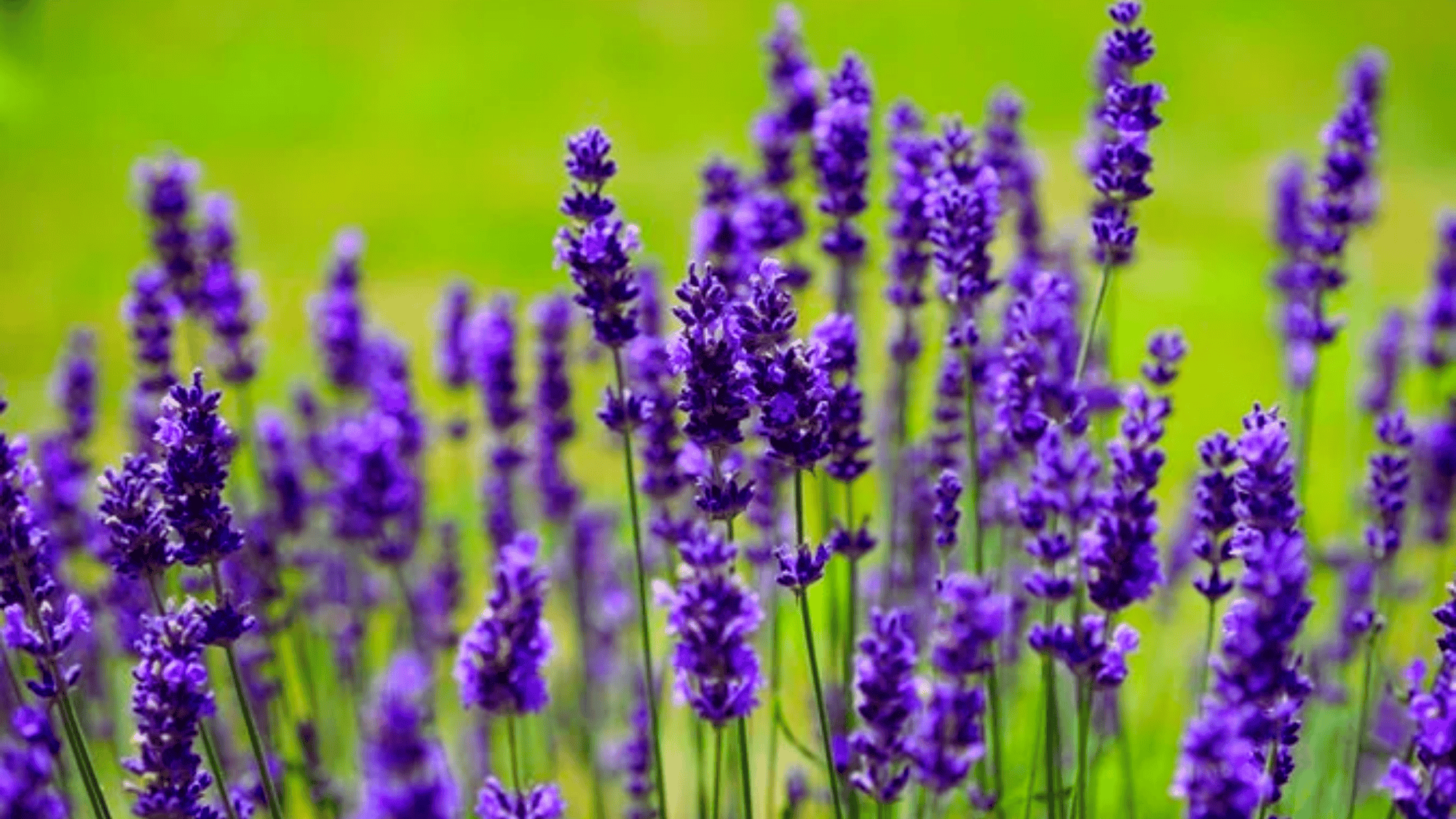 lavender with purple flowers that attract butterflies answering what flowers attract butterflies